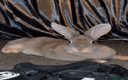 Dutch rabbits for sale: Female duch Rex  - Image 2