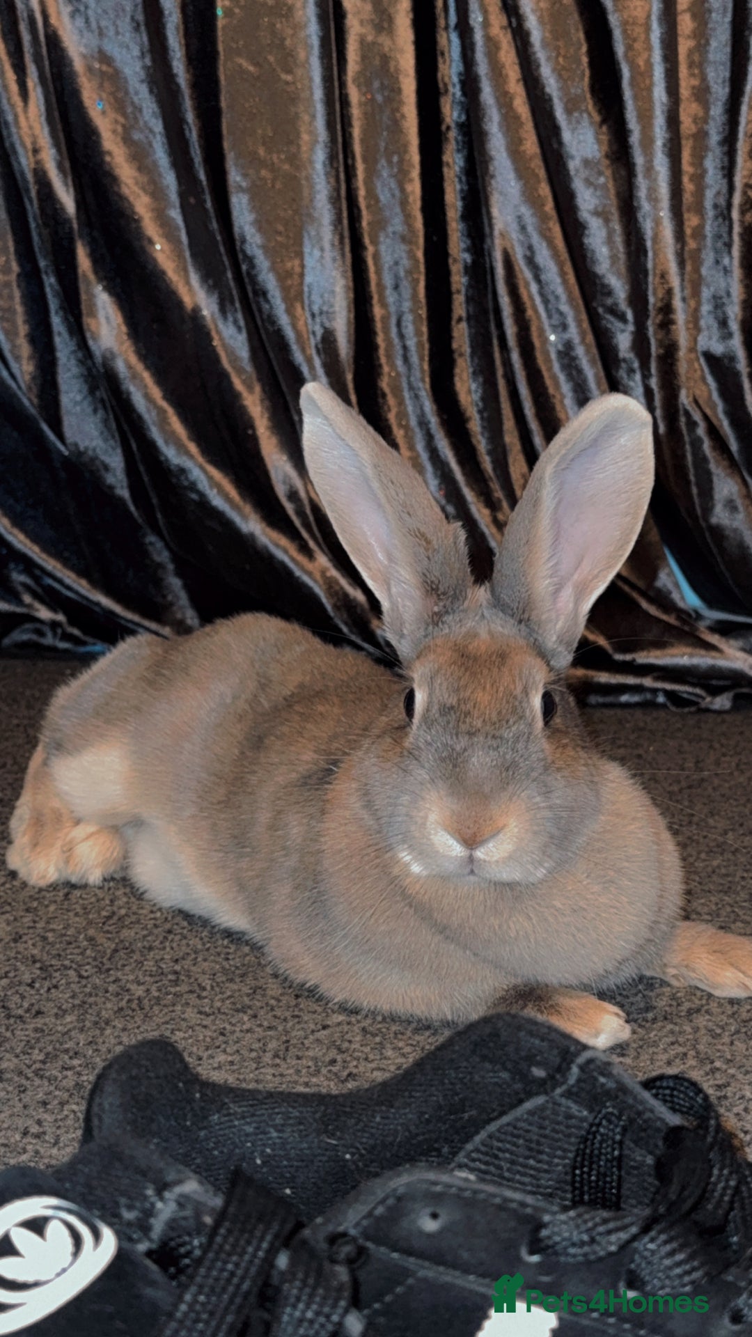 Dutch rabbits for sale: Female duch Rex  - Image 2