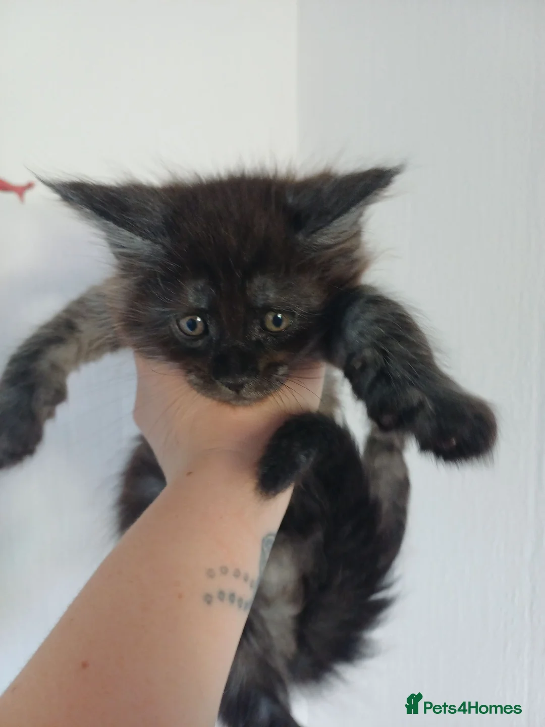 Maine Coon cats for sale: Pure breed Maine coon kittens in Liverpool - Advert 2