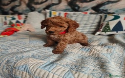 Cockapoo dogs for sale: Cockapoo - Image 5