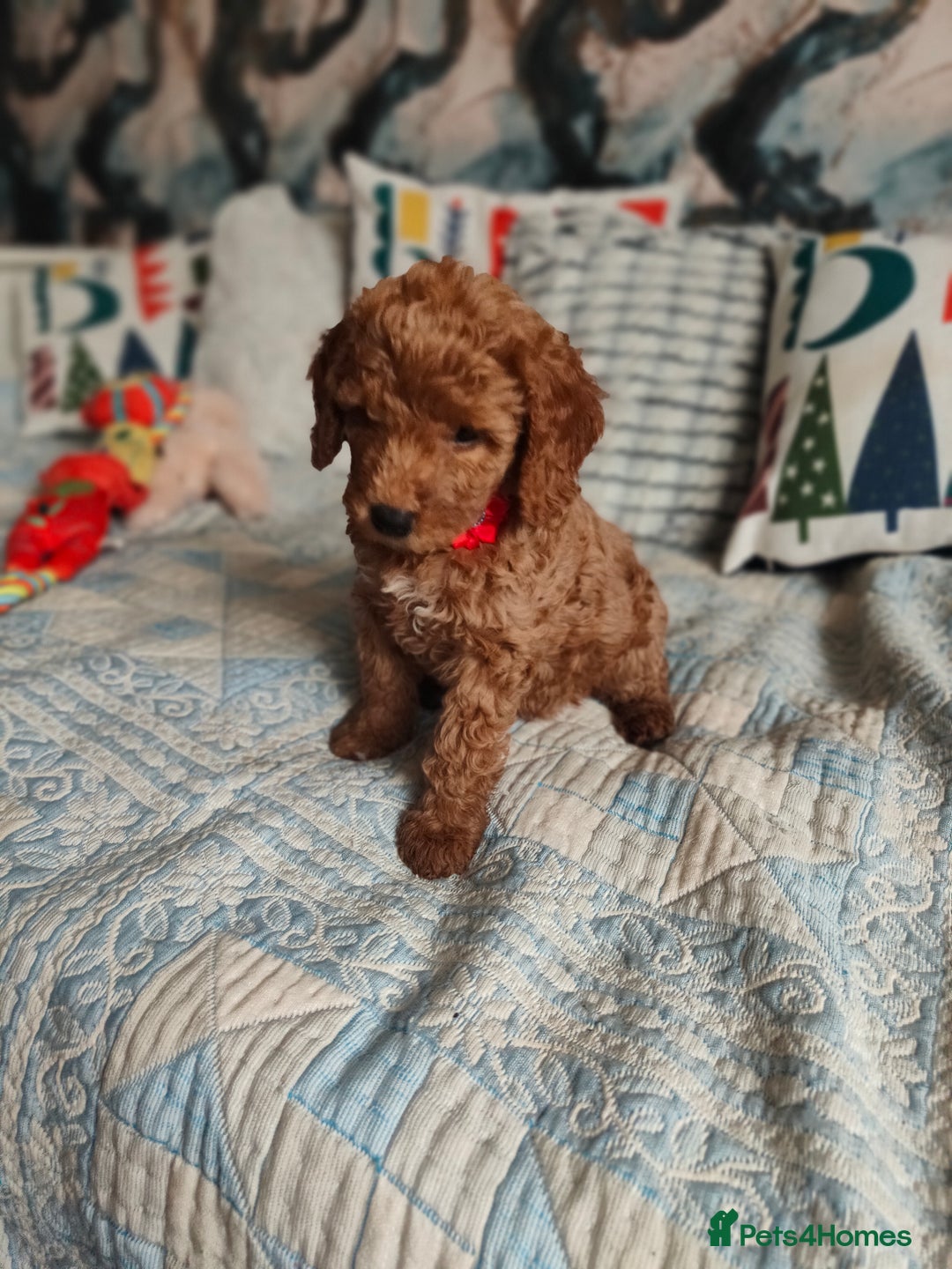 Cockapoo dogs for sale: Cockapoo - Image 5