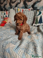 Cockapoo dogs - Advert 13