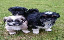 Lhasa Apso dogs for sale: 3rd generation Lhasa poo puppies  - Image 1