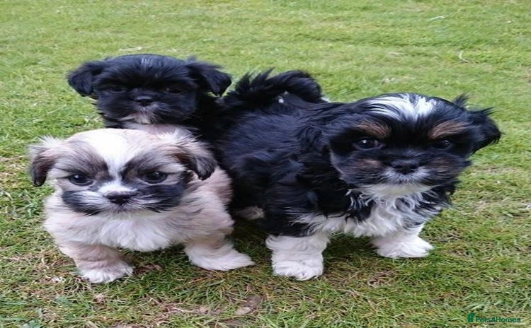 Lhasa Apso dogs - Advert 1