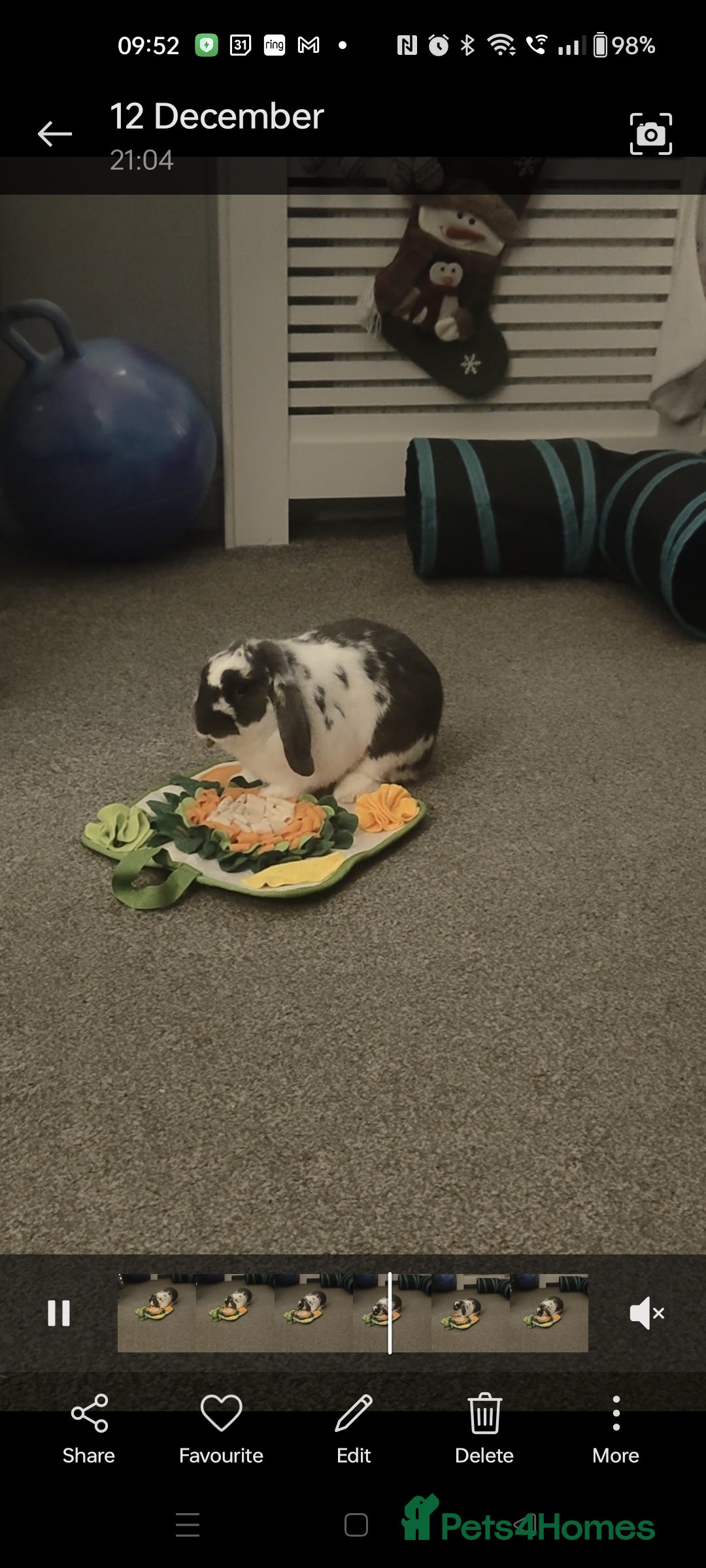 Dwarf Lop rabbits for sale: Male Dwarf lop 10 months old - Advert 6