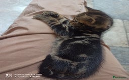 British Shorthair cats for sale: Beautiful tabby kittens - Image 32