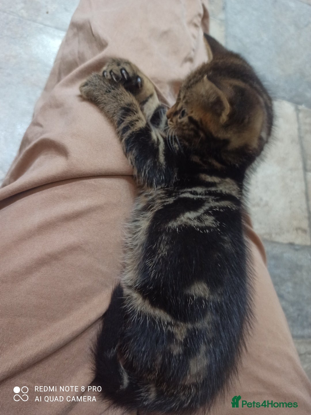 British Shorthair cats for sale: Beautiful tabby kittens - Image 32