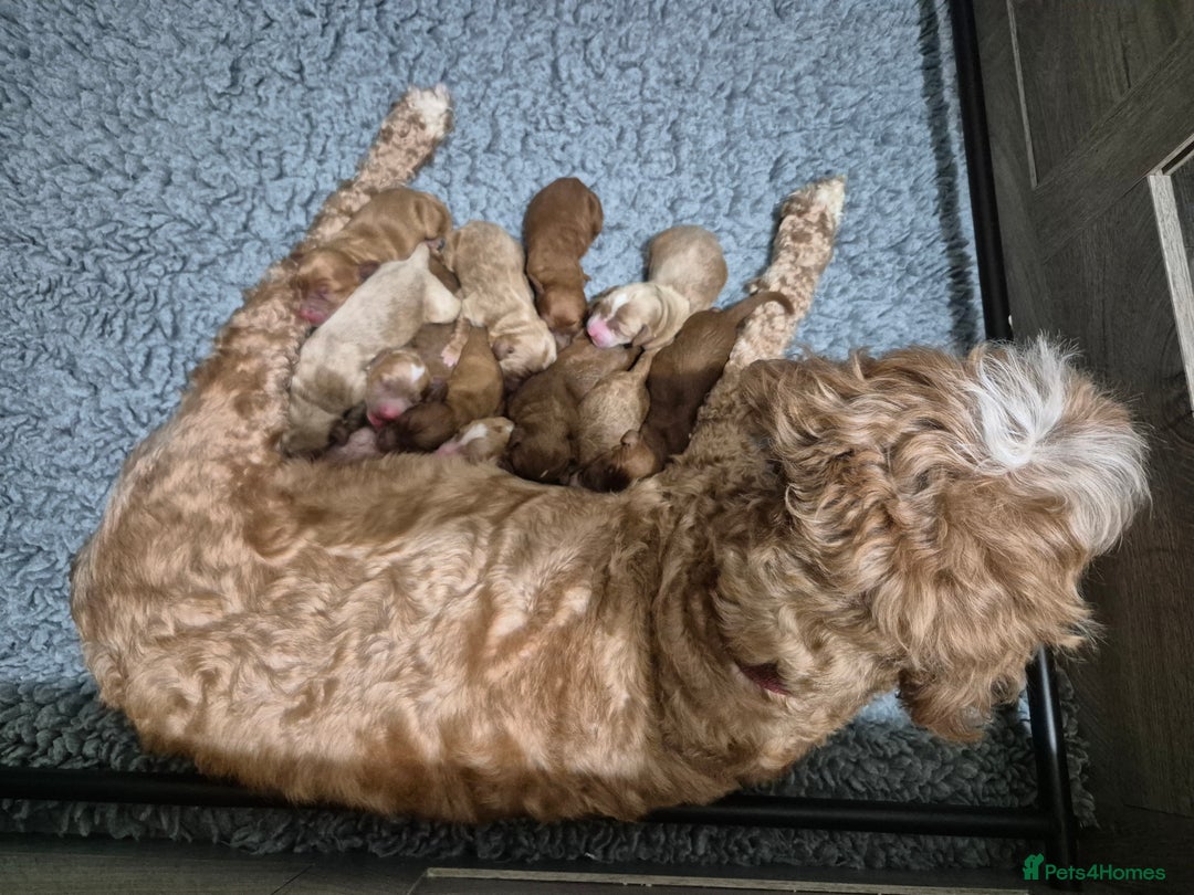 Australian Labradoodle dogs for sale: 1 boy and 1 girl left - Advert 21