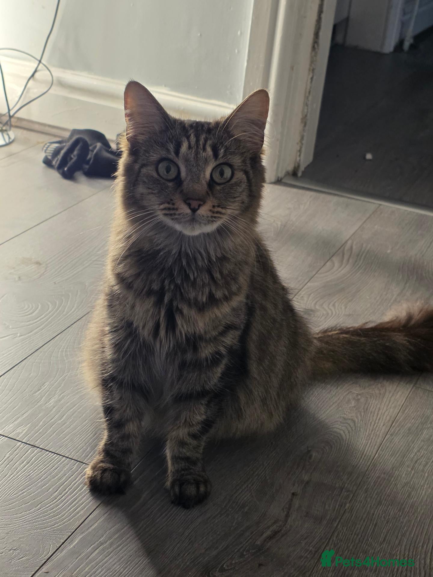 Mixed Breed cats Kittens for sale  - Advert 1