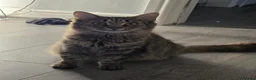 Mixed Breed cats for sale: Kittens for sale  in Castleford - Advert 1