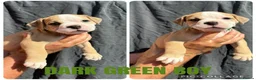 Olde English Bulldogge dogs for sale: READY TO LEAVE 3 old English bulldog  - Advert 18