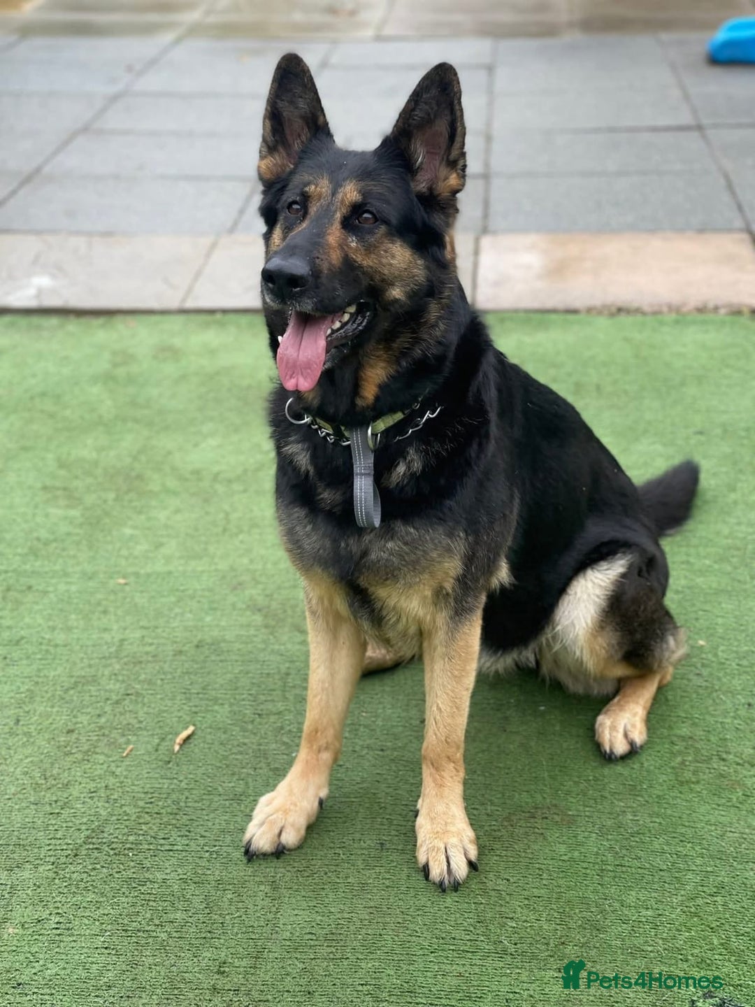 German Shepherd dogs for sale: Kara 6 Year Old GSD Looking For New Home - Image 5