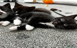 British Shorthair cats for sale: British short hair cross  - Image 11