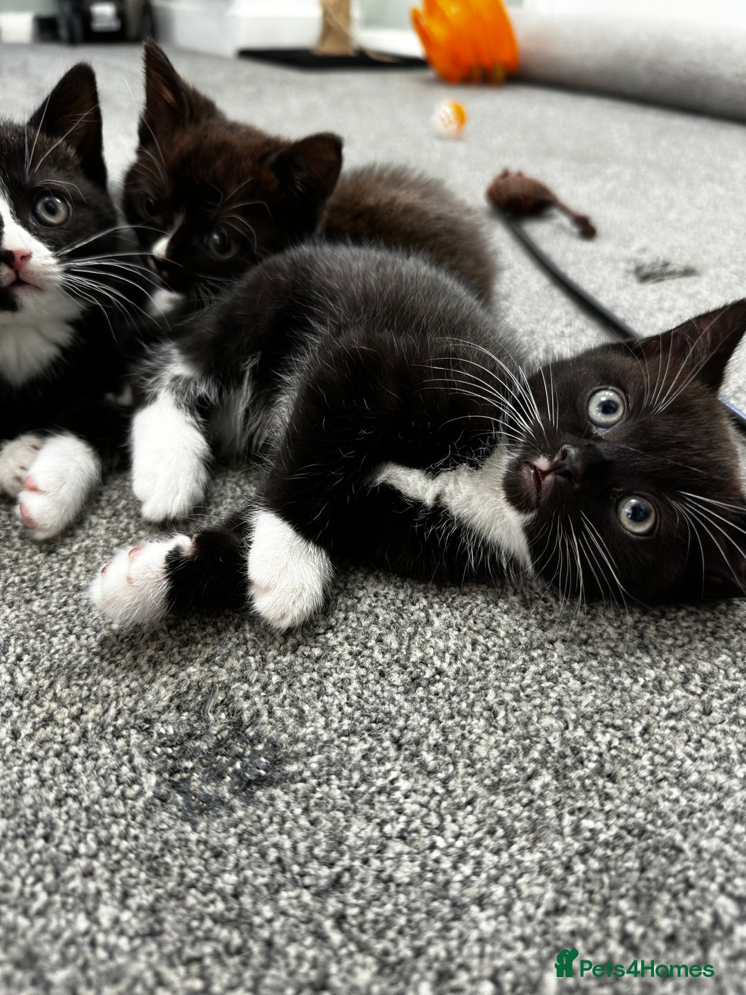 British Shorthair cats for sale: British short hair cross  - Image 11