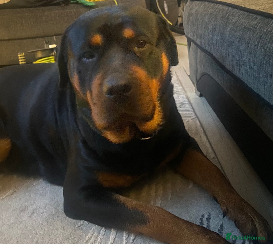 Rottweiler dogs for sale: Beautiful huge Rottweiler Puppies - Image 13
