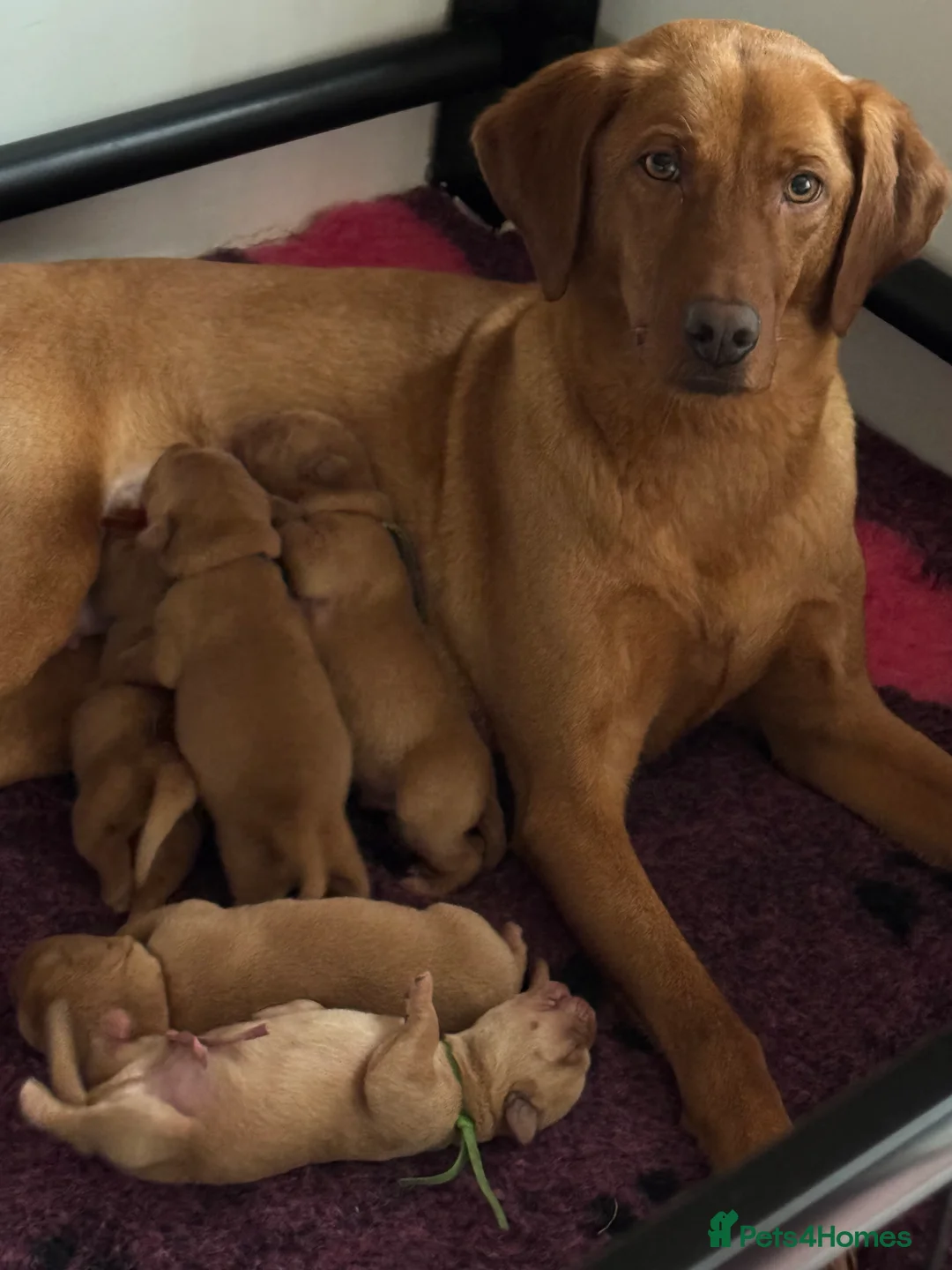 Labrador Retriever dogs for sale: KC Fox Red Labrador Puppies  - Advert 1