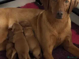 Labrador Retriever dogs KC Fox Red Labrador Puppies - Advert 1