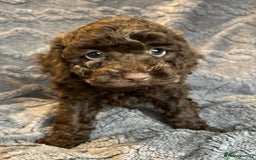 Miniature Poodle dogs for sale: Miniature Poodle Puppies Available.  - Image 14