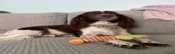 English Springer Spaniel dogs for sale: Springer spaniel puppies due soon  - Advert 2