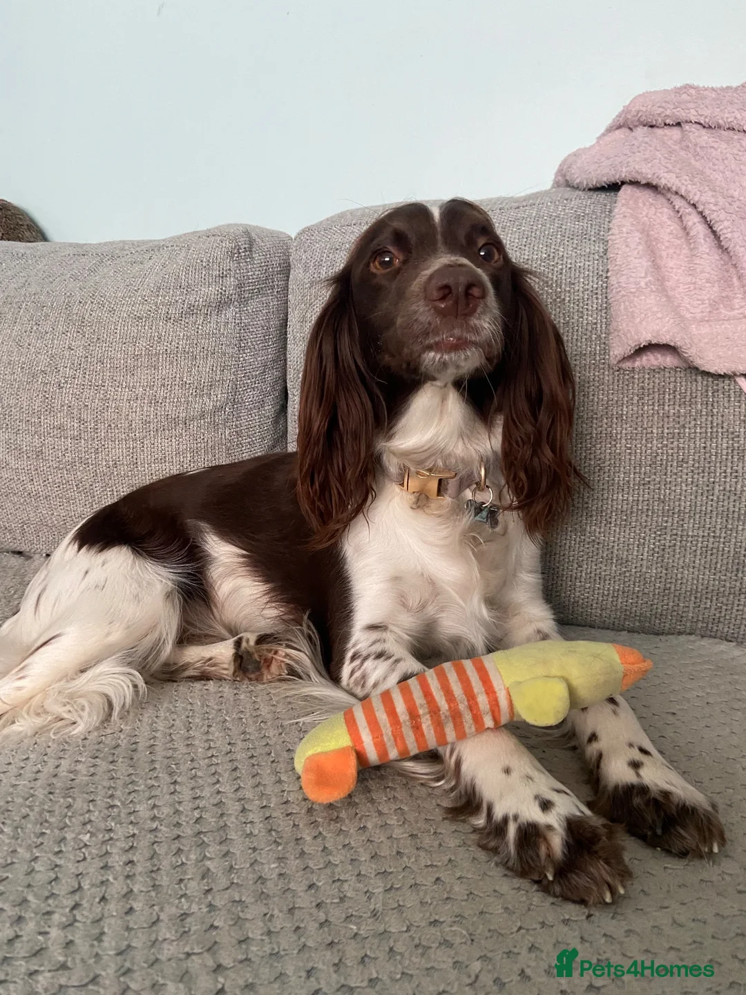 English Springer Spaniel dogs for sale: Springer spaniel puppies due soon  - Advert 2