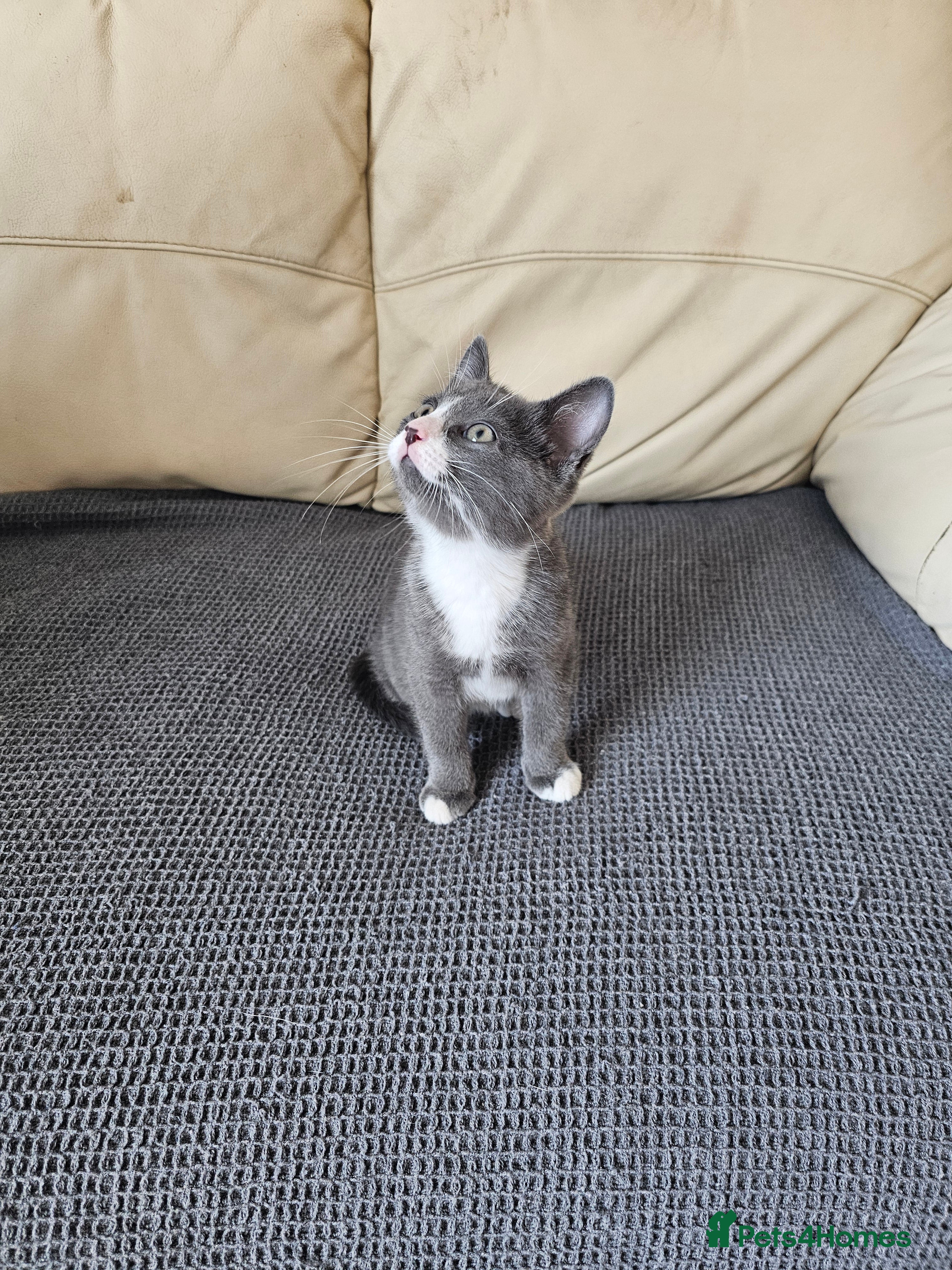 Mixed Breed cats 1 beautiful mixed breed kitten for sale  - Advert 1