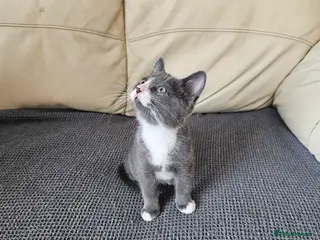 Mixed Breed cats 1 beautiful mixed breed kitten for sale - Advert 3