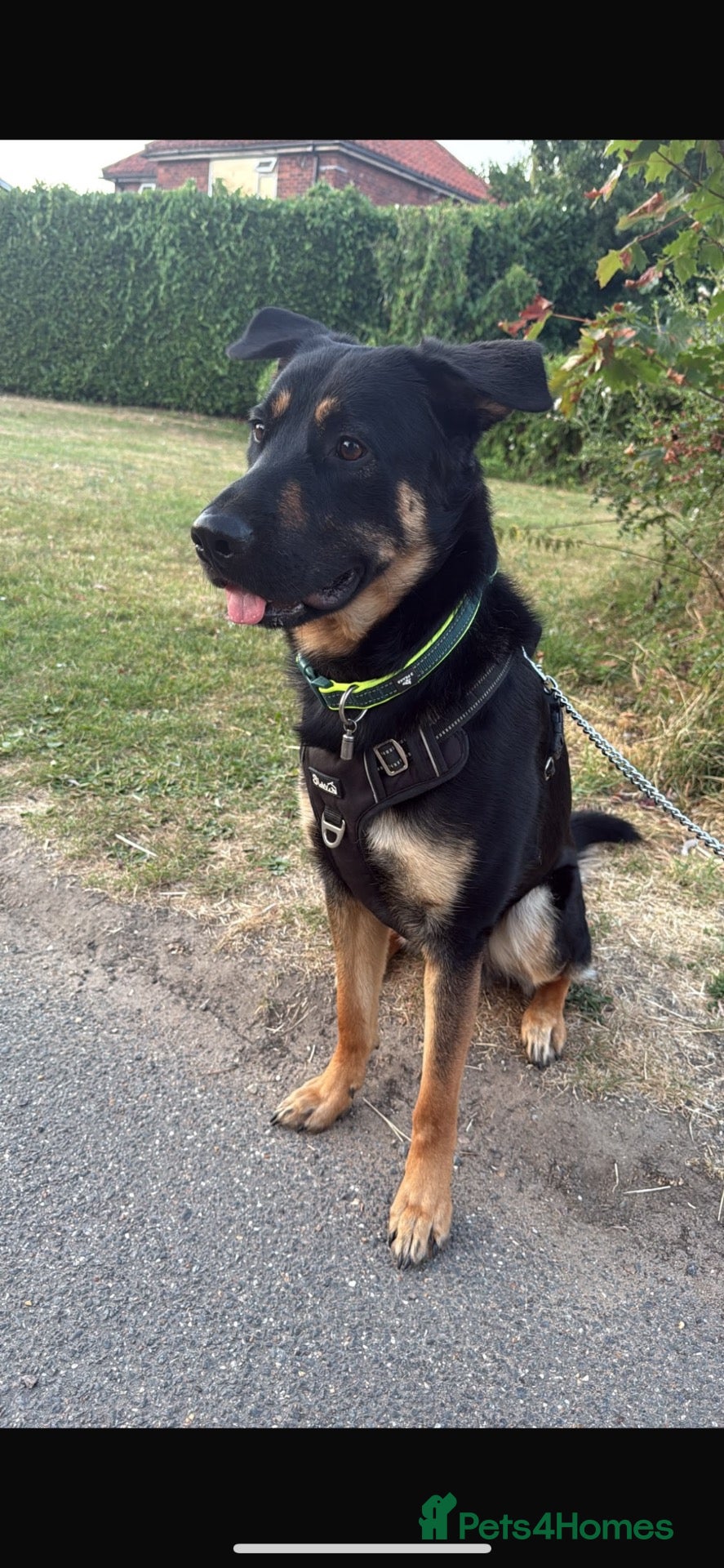 Mixed Breed dogs German shepherd rotty cross - Advert 15