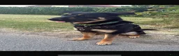 Mixed Breed dogs for sale: German shepherd rotty cross in Bury Saint Edmunds - Advert 1