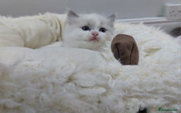 Ragdoll cats for sale: Ragdoll Kitten for Sale – Meet Sky 💙🐾 - Image 10