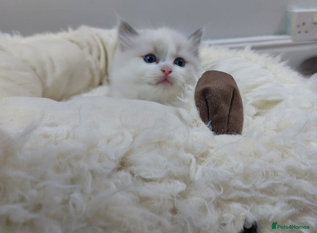 Ragdoll cats for sale: Ragdoll Kitten for Sale – Meet Sky 💙🐾 - Image 10