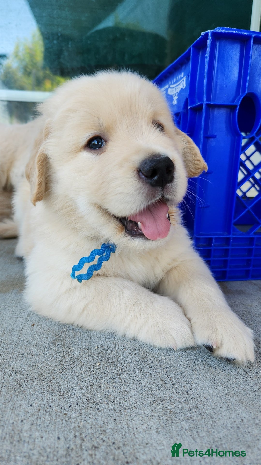 Golden Retriever dogs for sale: Golden Retriever Pups for Sale will be Ready Soon - Image 10