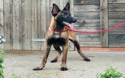 Belgian Shepherd Dog dogs for sale: Belgian Malinois / Dutch Herder  - Image 22