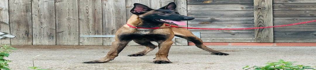 Belgian Shepherd Dog Puppy 3