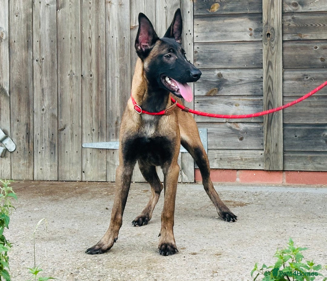 Belgian Shepherd Dog dogs for sale: Belgian Malinois / Dutch Herder  - Image 22