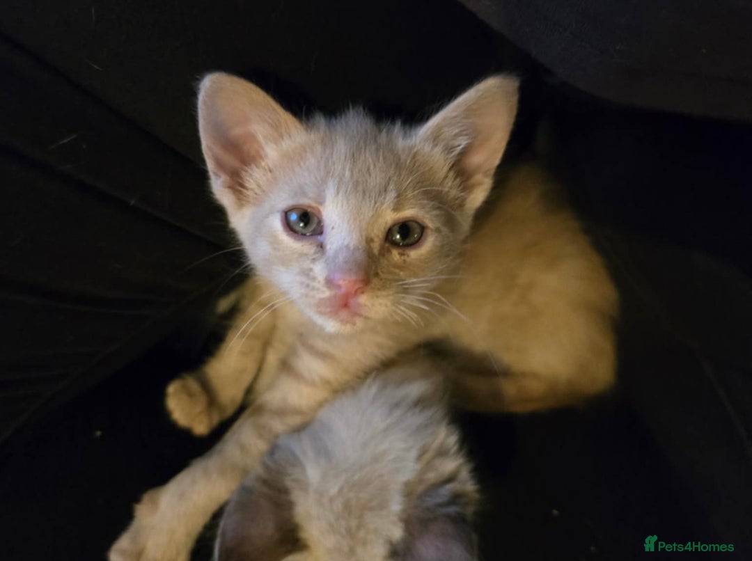 Mixed Breed cats for sale: Last little boy looking for forever home - Advert 13