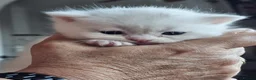 British Longhair cats for sale: BLH AND BSH kittens - Advert 21