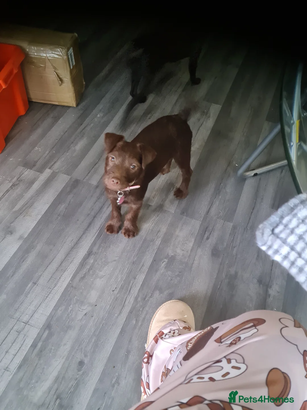 Patterdale Terrier dogs for sale: Beautiful chocolate Paterdale Terrier 4 months old in Stevenage - Advert 17