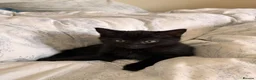 Bombay cats for sale: Bombay kitten - Advert 1