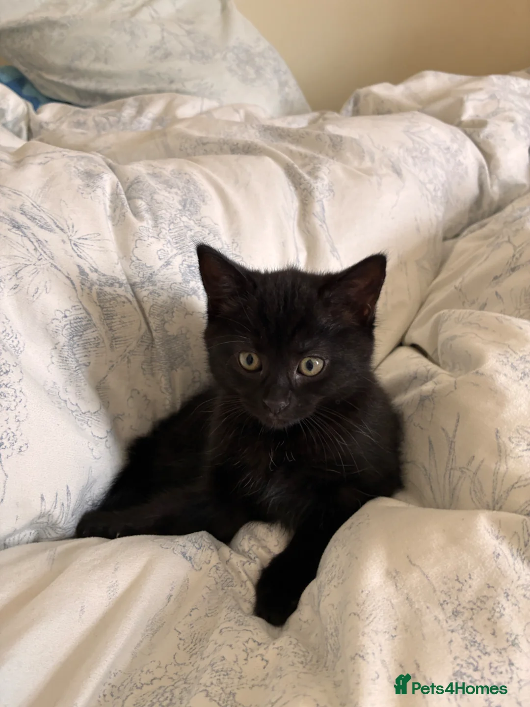 Bombay cats for sale: Bombay kitten - Advert 1