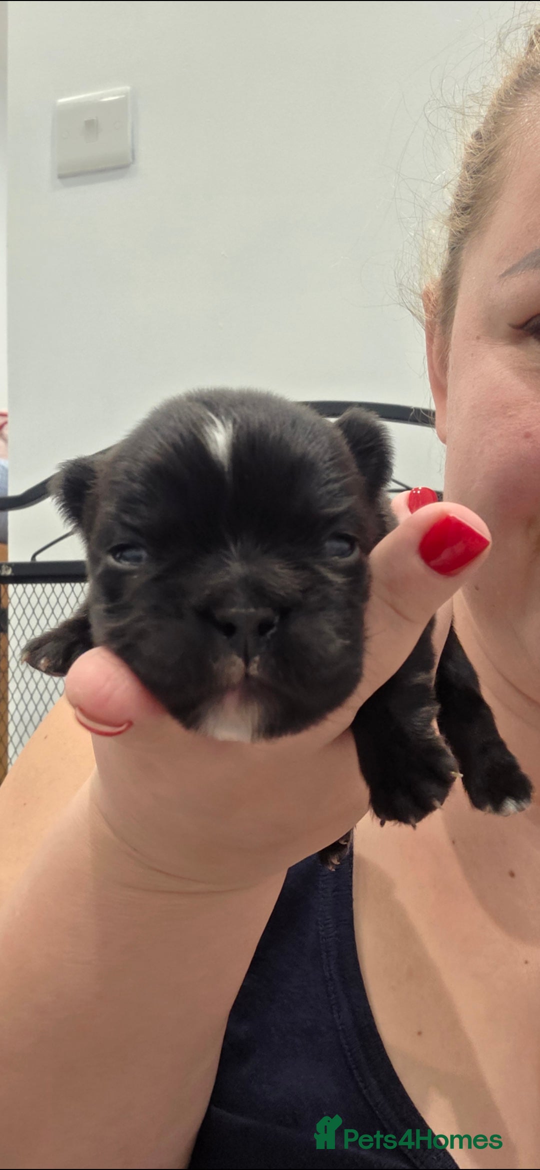 French Bulldog dogs Fluffy French Bulldog  - Advert 1