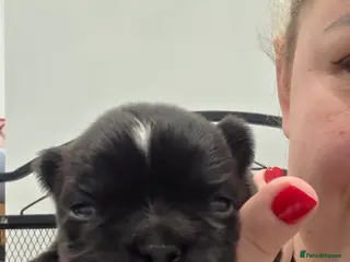 French Bulldog dogs Fluffy French Bulldog - Advert 1