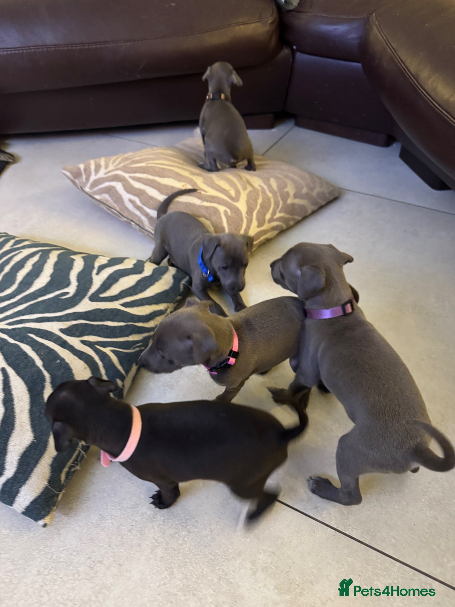 Italian Greyhound dogs for sale: 5 Beautiful Italian Greyhound Puppies - Advert 1