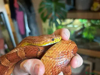 Corn Snake reptiles Male Cornsnake and Vivarium all items included - Advert 2