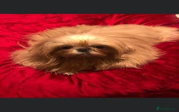 Shih Tzu dogs for sale: Angel’s Shih zhus  - Image 21