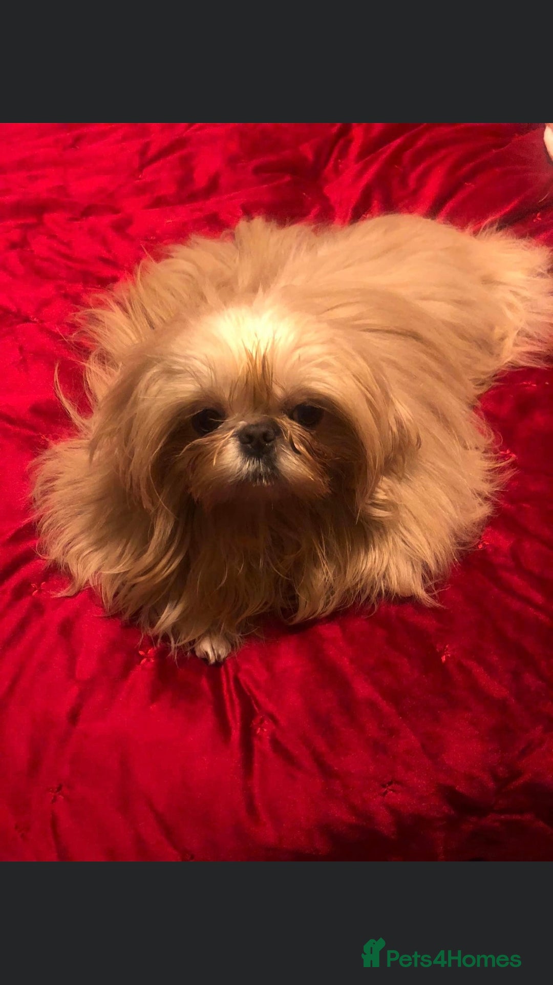Shih Tzu dogs for sale: Angel’s Shih zhus  - Image 21