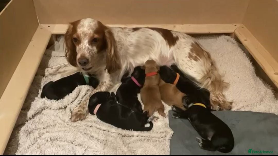 Cocker Spaniel dogs Cocker Spaniels looking for loving homes - Advert 1