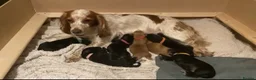 Cocker Spaniel dogs for sale: Cocker Spaniels looking for loving homes in Bradford - Advert 1