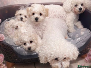 Bichon Frise dogs Bichon Frisee looking for a loving home - Advert 2