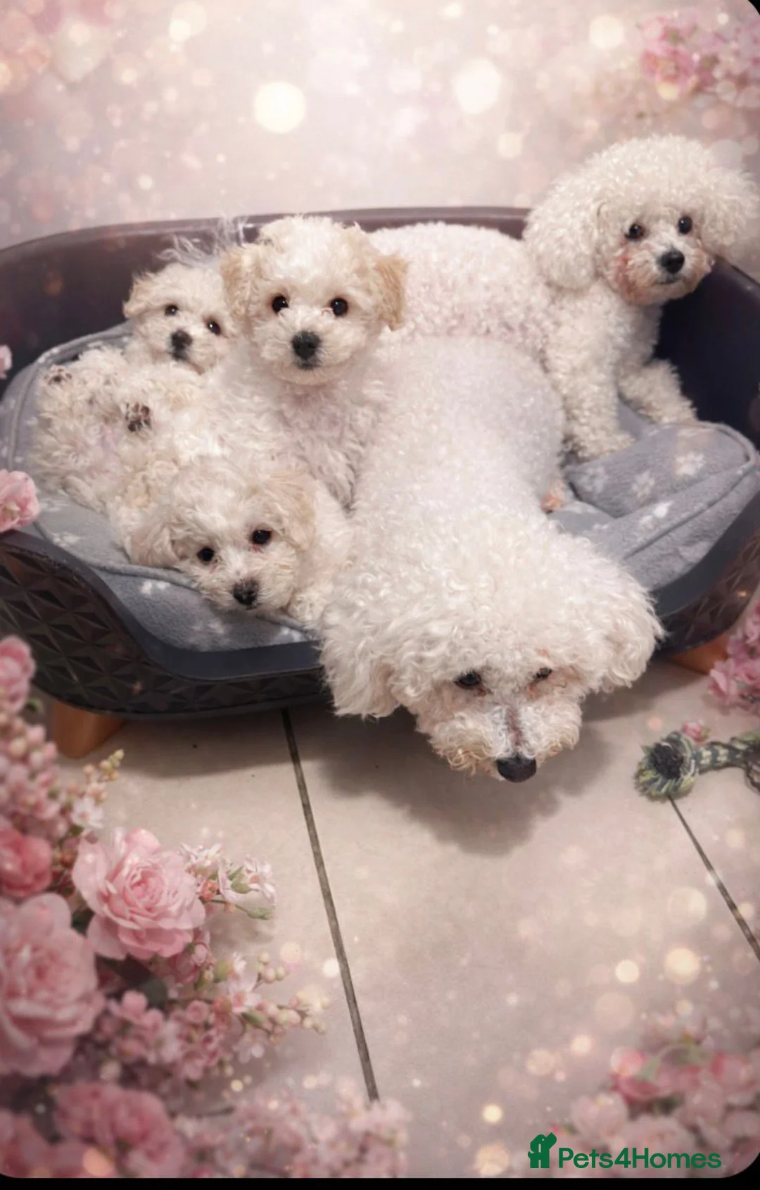 Bichon Frise dogs for sale: Bichon Frisee looking for a loving home - Advert 1