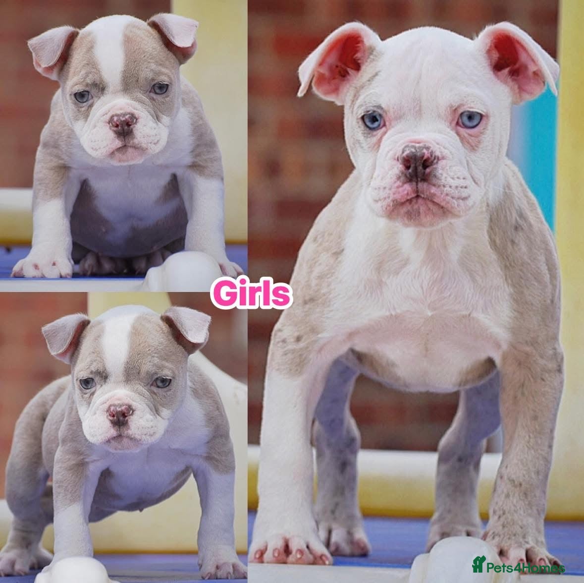 Olde English Bulldogge dogs 23❤️YEARS❤️5⭐️RATED❤️LICENSED❤️PROFESSIONALS❤️ - Advert 1